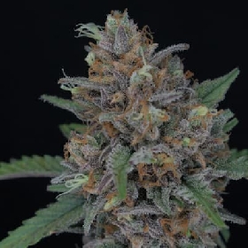 Purple Punch Auto > Pure Instinto